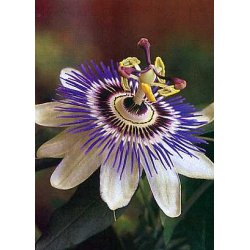 Dyrkningsst<br/>Passionsblomster