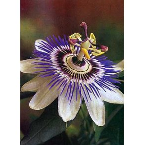 Dyrkningsst<br/>Passionsblomster