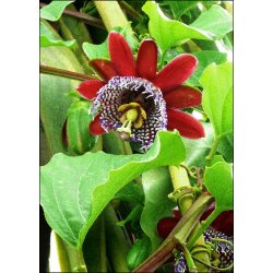 Dyrkningsst<br/>Passionsblomster<br/>Det Store St