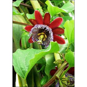 Dyrkningsst<br/>Passionsblomster<br/>Det Store St