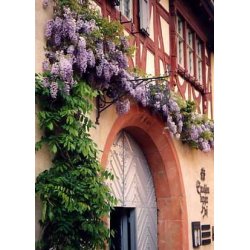 Dyrkningsst<br/>Blregn<br/>Det Store St