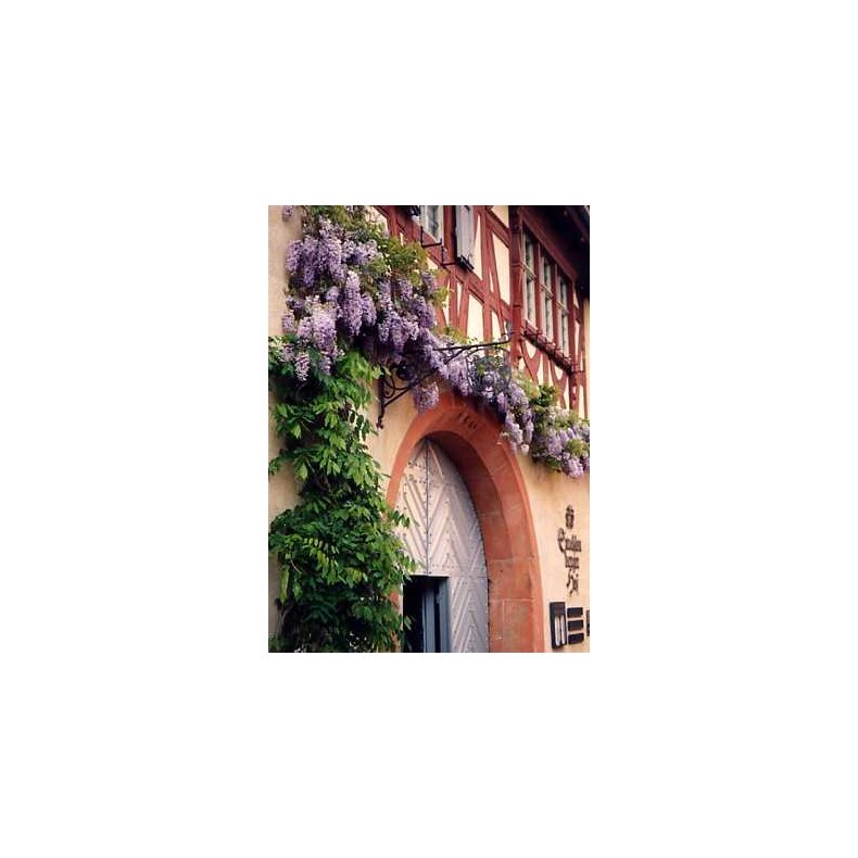 Dyrkningsst<br/>Blregn<br/>Det Store St