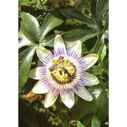 Dyrkningsst<br/>Passionsblomster<br/>Det Store St