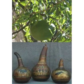 Afrikansk Kmpe Kalabas