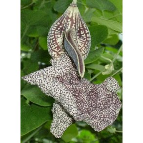 Brasiliansk fljteblomst