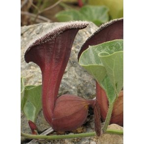 Chilensk Spgelsesplante