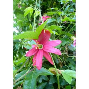 Coral-Pink Passionsblomst