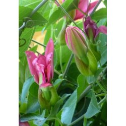 Coral-Pink Passionsblomst