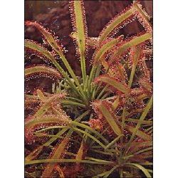 Carnivore-Dyrkningsst <br/> Den lille Gyserboks