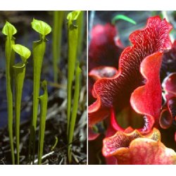 Carnivore-Dyrkningsst <br/> Den lille Gyserboks