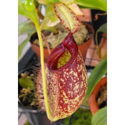 Carnivore-Dyrkningsst <br/> Nep. x hookeriana