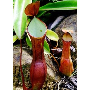 Nepenthes reinwardtiana