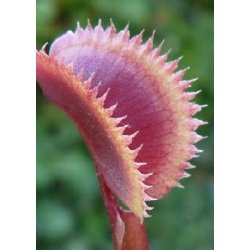 Carnivore-Frst: <br/> De Eksklusive Flder