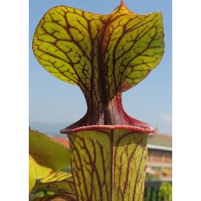 Carnivore-Frst: <br/> De Tre Specielle