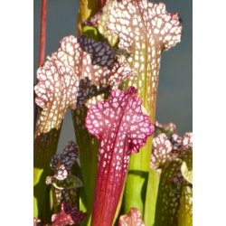 Carnivore-Frst: <br/> De Fire Insektjgere