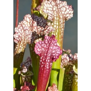 Carnivore-Frst: <br/> De Tre Gys