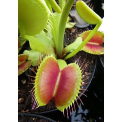 Venus Flueflde 'B 52'