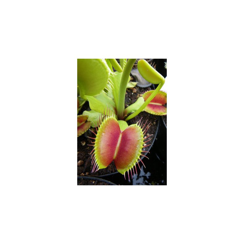 Venus Flueflde 'B 52'