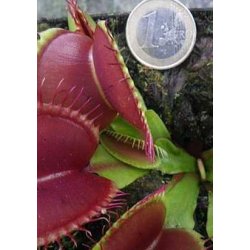 Venus Flueflde 'B 52'