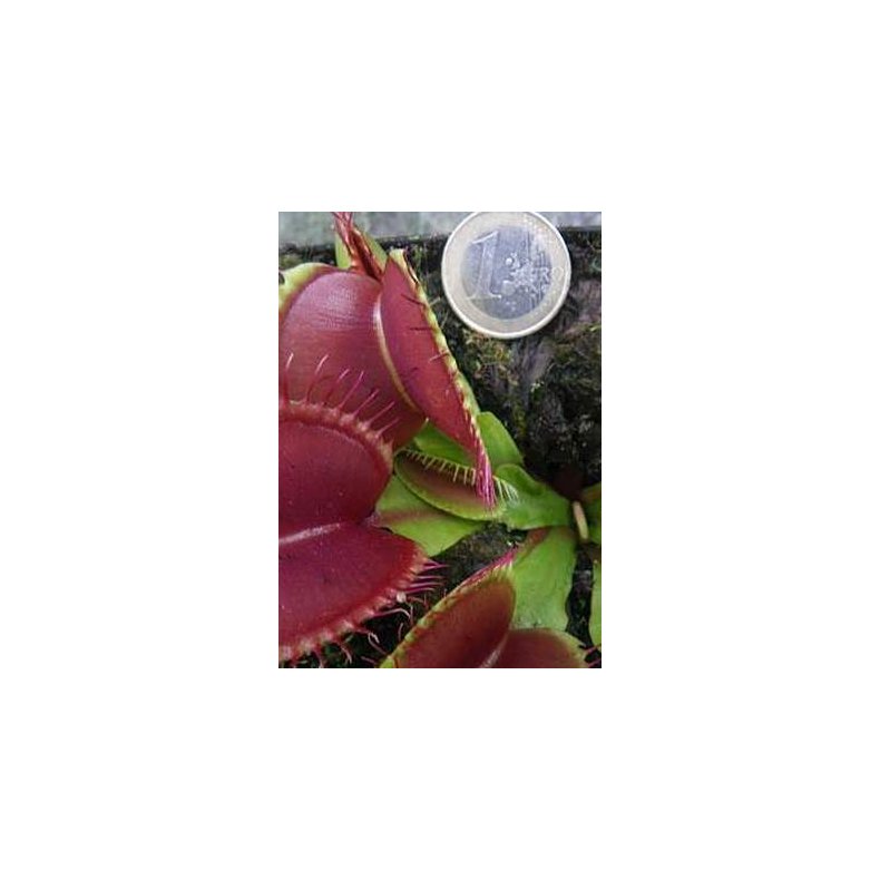 Venus Flueflde 'B 52'