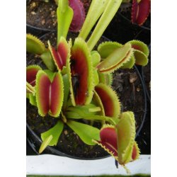 Venus Flueflde 'Sawtooth'