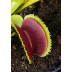 Venus Flueflde 'Sawtooth'