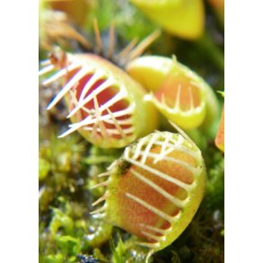 Venus Fluef�lde 'Funnel Trap'