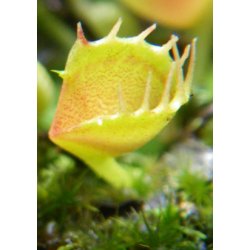 Venus Flueflde 'Funnel Trap'