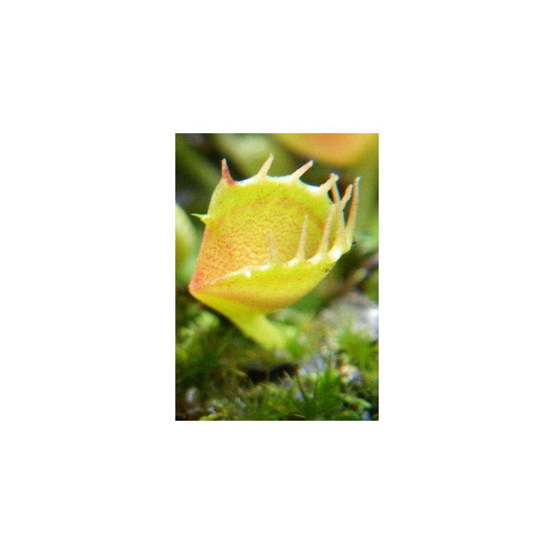 Venus Flueflde 'Funnel Trap'