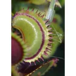 Venus Flueflde 'Shark Teeth'