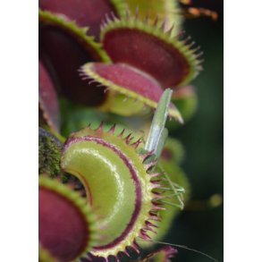 Carnivore-Frst: <br/> Hajtand & Co.