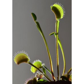 Venus Fluef�lde 'Green Swamp'