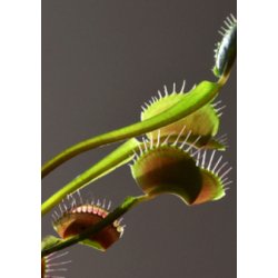 Venus Flueflde 'Green Swamp'