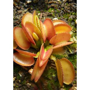 Carnivore-Frst: <br/> Lille & Stor