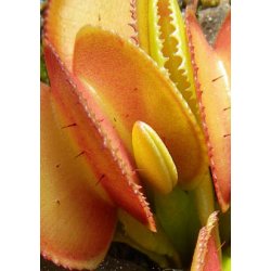 Venus Flueflde 'Microdent'