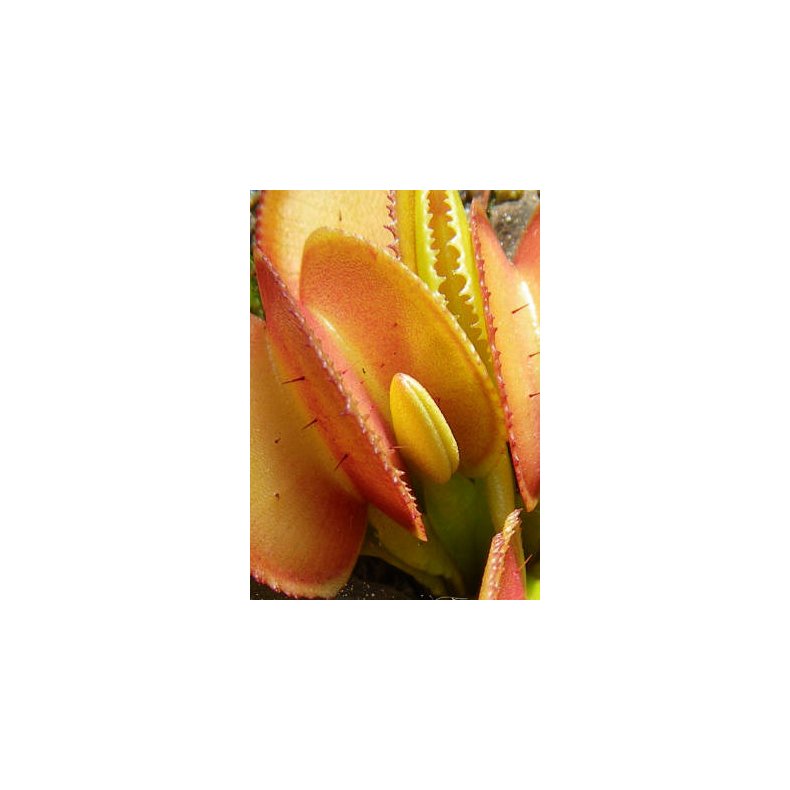 Venus Flueflde 'Microdent'