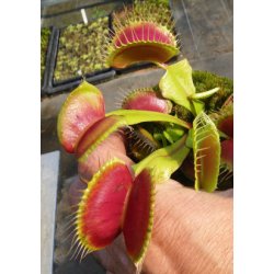 Venus Flueflde 'Redline'