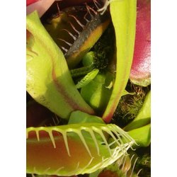 Carnivore-Frst: <br/> Hajtand &amp; Co.