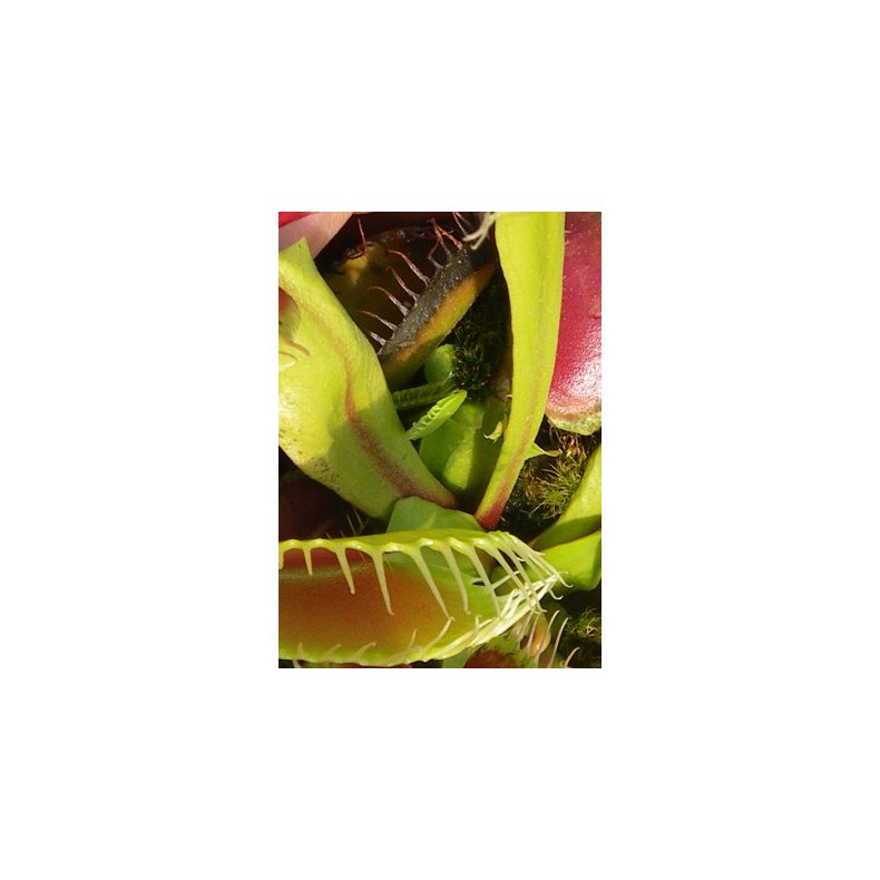 Carnivore-Frst: <br/> Hajtand &amp; Co.