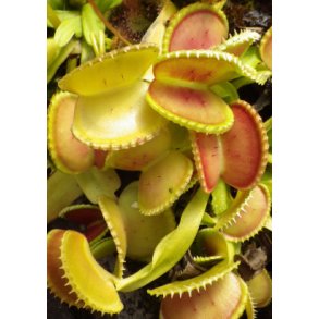 Venus Fluef�lde 'Coquillage'