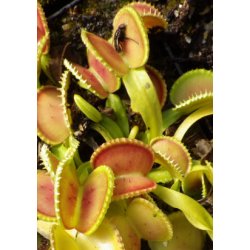 Venus Flueflde 'Coquillage'