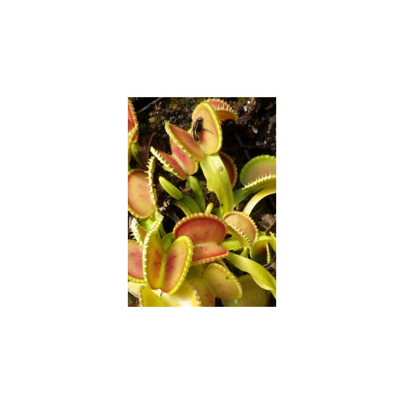 Venus Flueflde 'Coquillage'