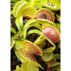 Venus Flueflde 'Coquillage'