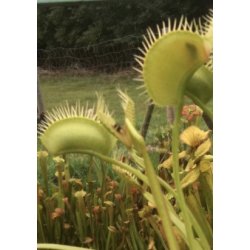 Venus Flueflde 'Creeping Death'