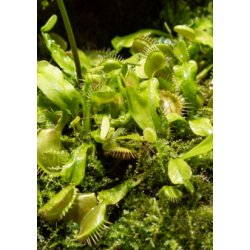 Carnivore-Frst: <br/> Rd &amp; Grn