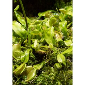 Venus Fluef�lde 'Olive Green'