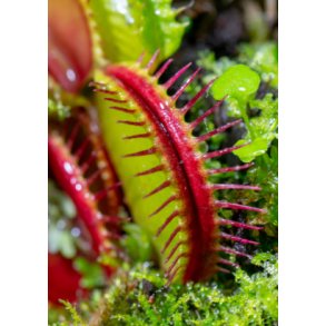 Venus Flueflde 'Eyelash'