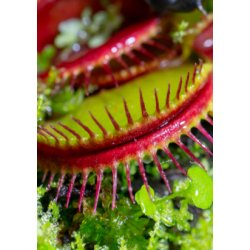 Venus Flueflde 'Eyelash'