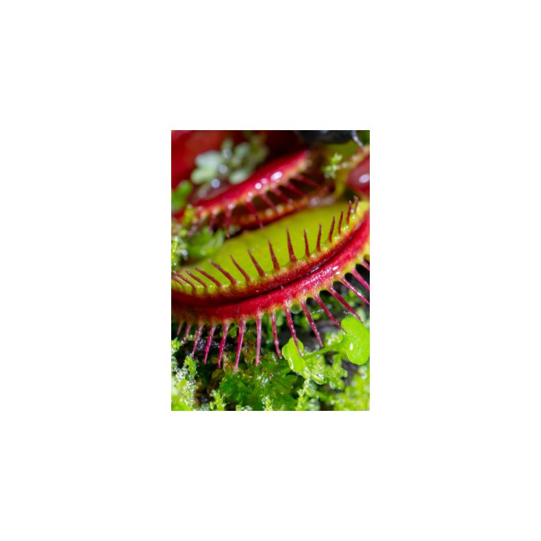 Venus Flueflde 'Eyelash'