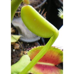 Venus Flueflde 'Rd-Grn mix'